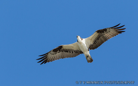 Osprey