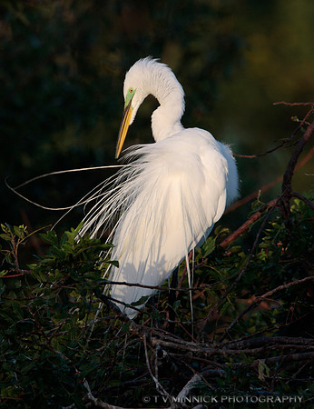 Great Egret