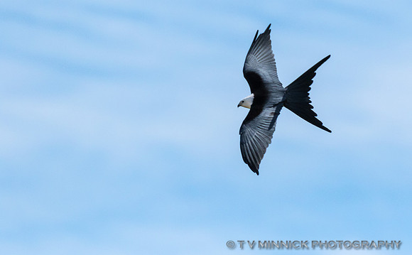 Swallow-tailed Kite