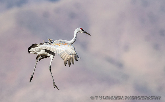 Sandhill Crane