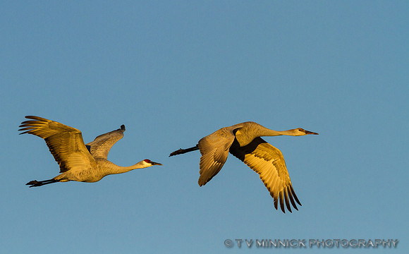 Sandhill Crane