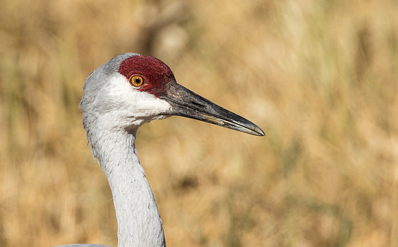 Sandhill Portrait