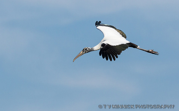 Wood Stork