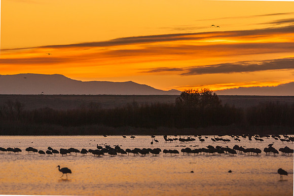Cranes at Dawn