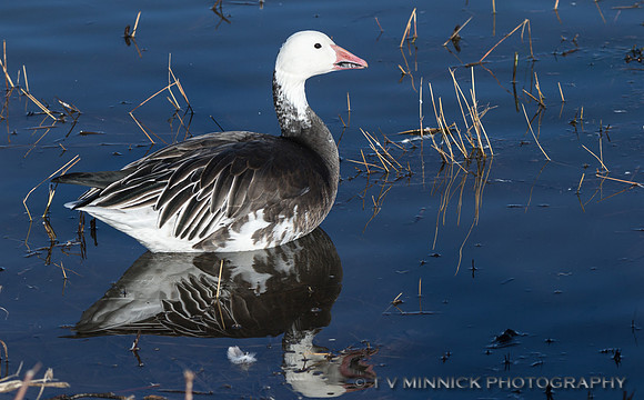 Snow Goose, Blue color morph