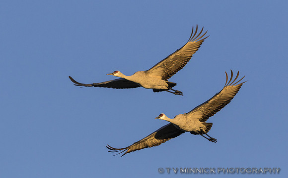 Sandhill Crane