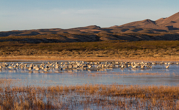 Cranes and Chupadera Mountains