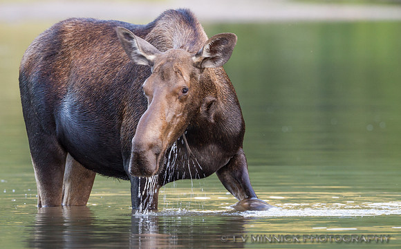 Cow Moose