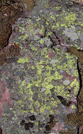 Lichen-covered Rock