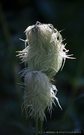 Beargrass