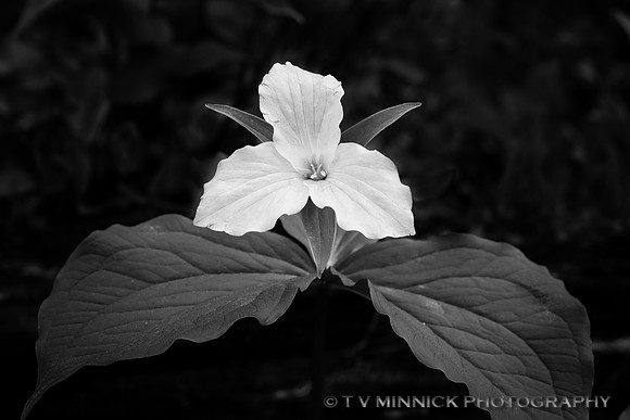 Large-Flowered Trillium