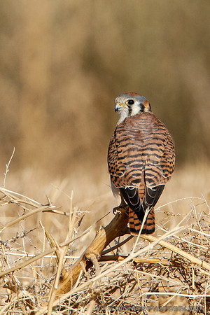 American Kestrel