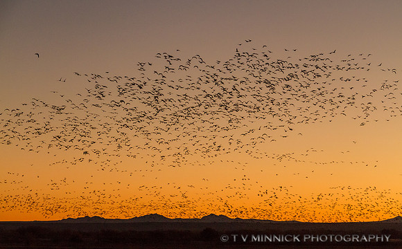 Dawn Flight