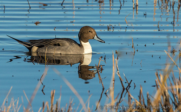 Northern Pintail