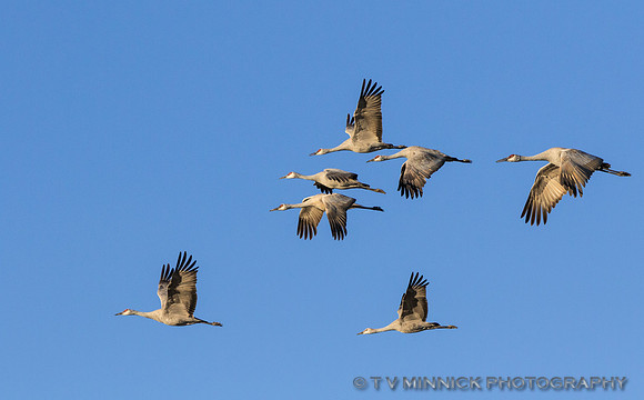 Crane Flight