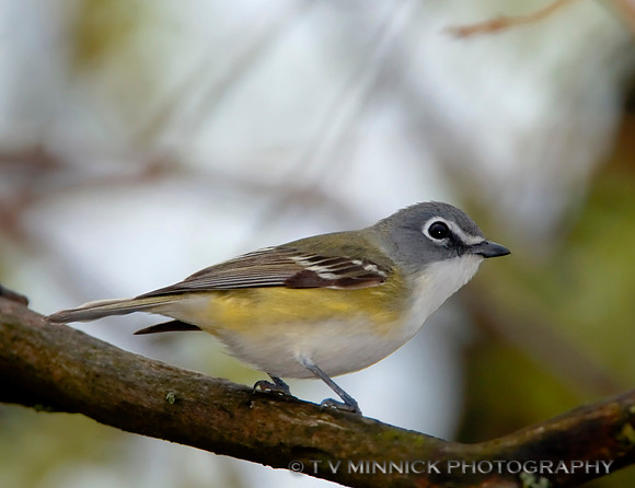 Blue-headed Vireo