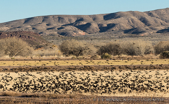 Red-winged Blackbird Flock