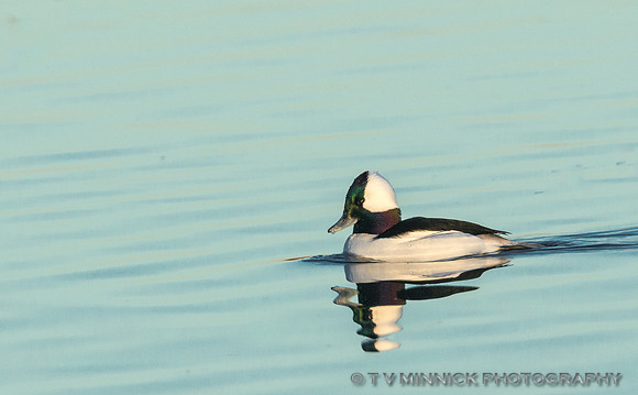 Bufflehead
