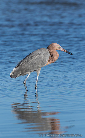 Reddish Egret