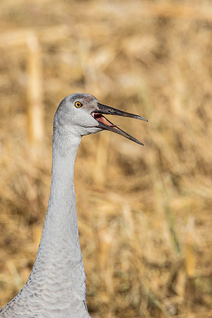 Immature Sandhill Crane