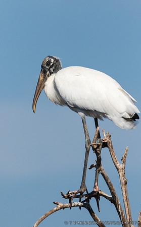 Wood Stork