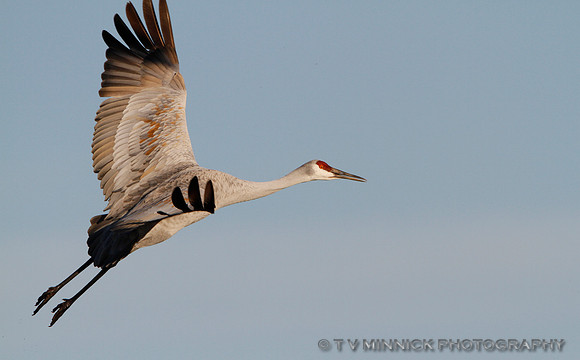 Sandhill Crane