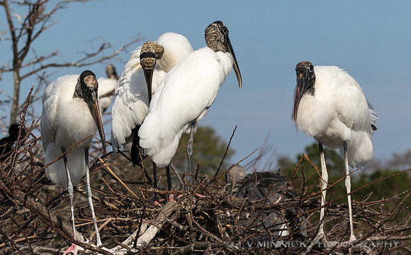 Roosting Wood Storks