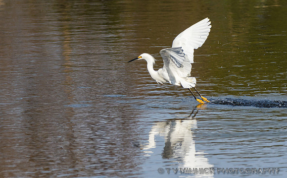Dancing Snowy Egret