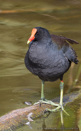 Common Moorhen