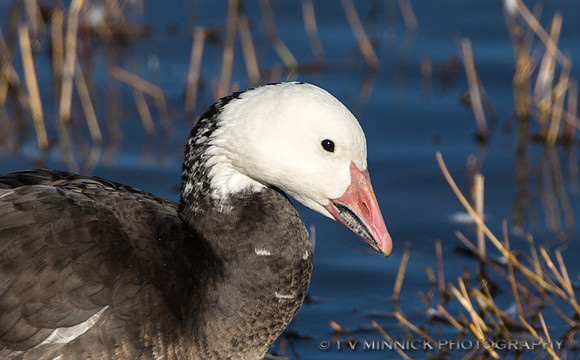 "Blue" Goose Portrait