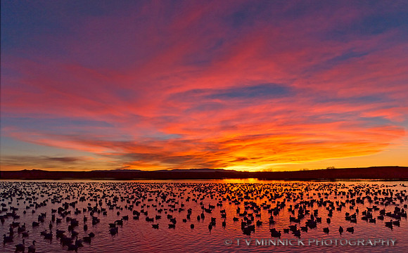 Snow Geese at Dawn