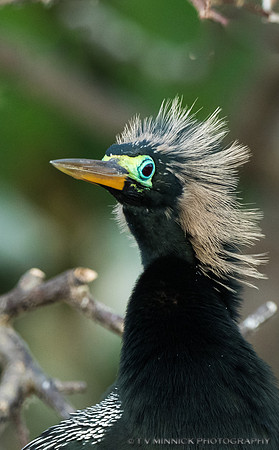 Anhinga Breeding Plumage
