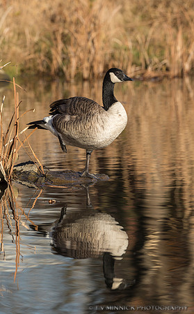 Canada Goose