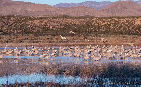 Sandhill Cranes