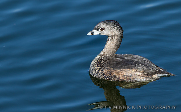 Pied-billed Grebe