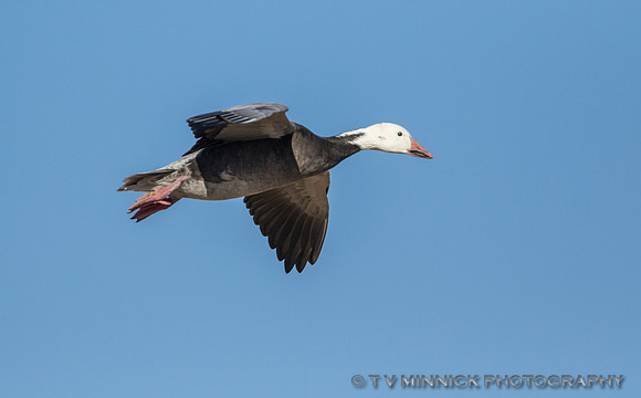 "Blue" Goose