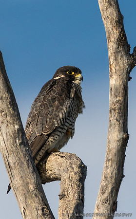 Peregrine Falcon
