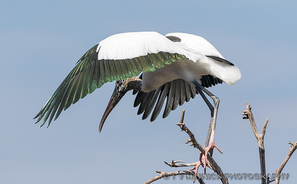 Wood Stork