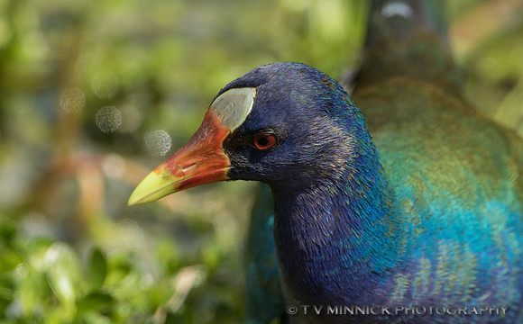 Purple Gallinule Portrait