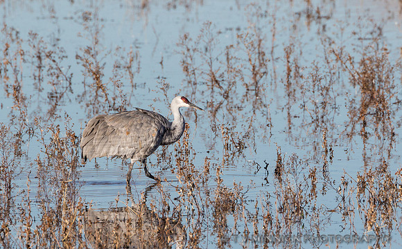Sandhill Crane