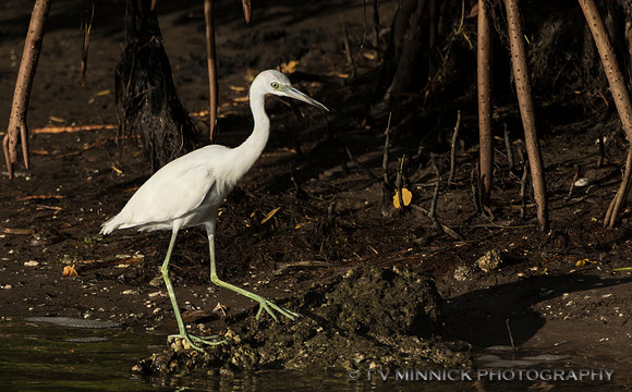 Immature Little Blue Heron