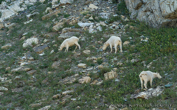 Foraging Mountain Goats