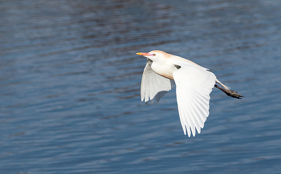 Cattle Egret