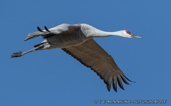 Sandhill Crane