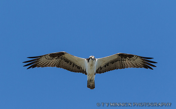 Osprey