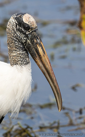 Wood Stork