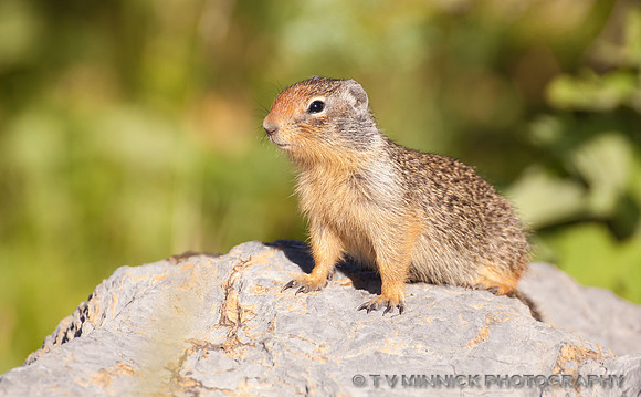 Columbia Ground Squirrel