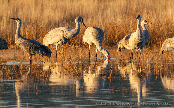 Sandhill Crane