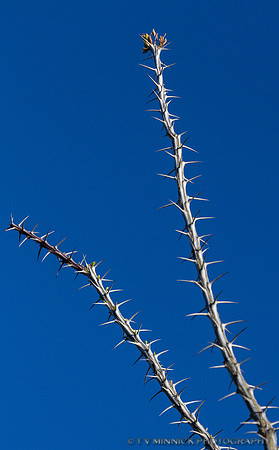 Ocotillo