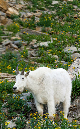 Mountain Goat